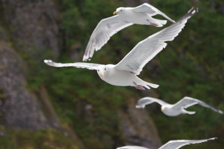 Sommerreise mit Hurtigruten